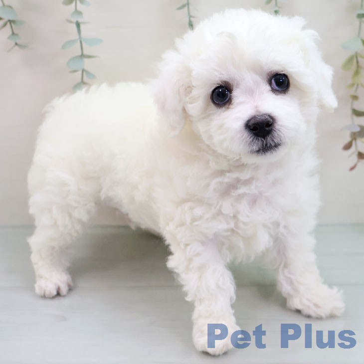 ビション・フリーゼの写真2