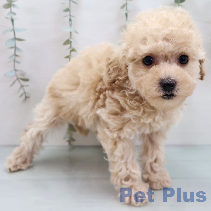 トイ・プードルの写真2