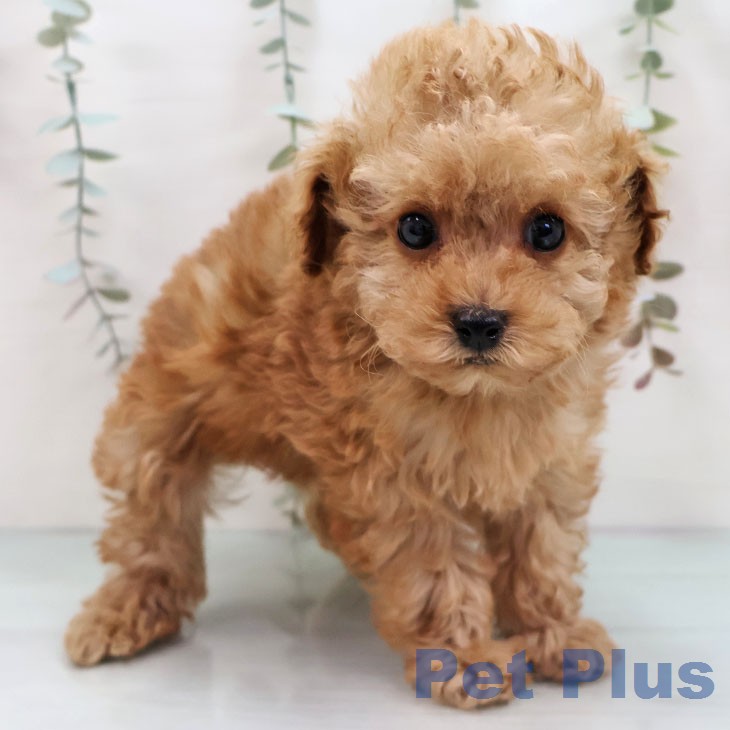 トイ・プードル