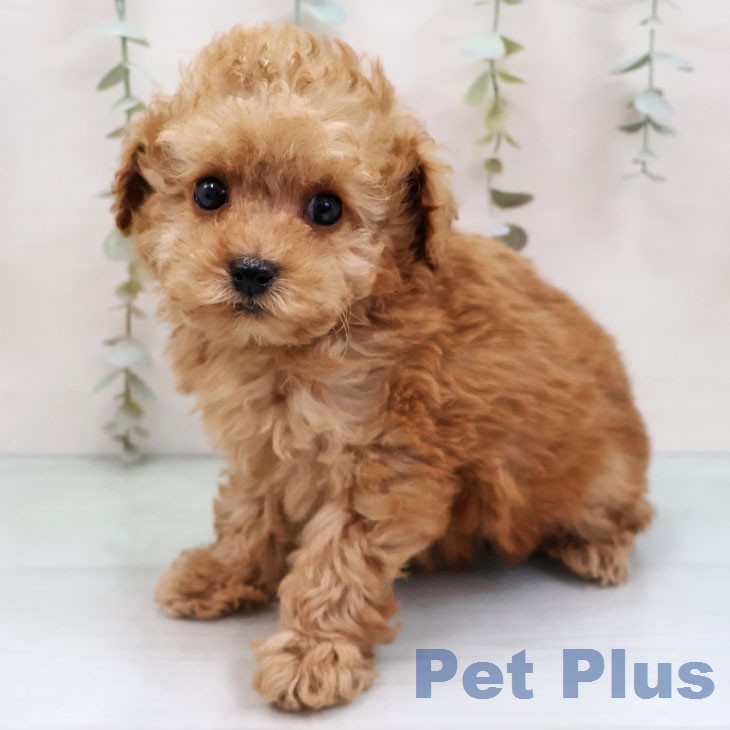 トイ・プードルの写真2