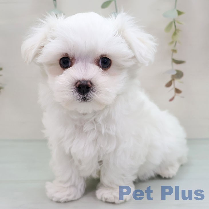 マルチーズの写真2