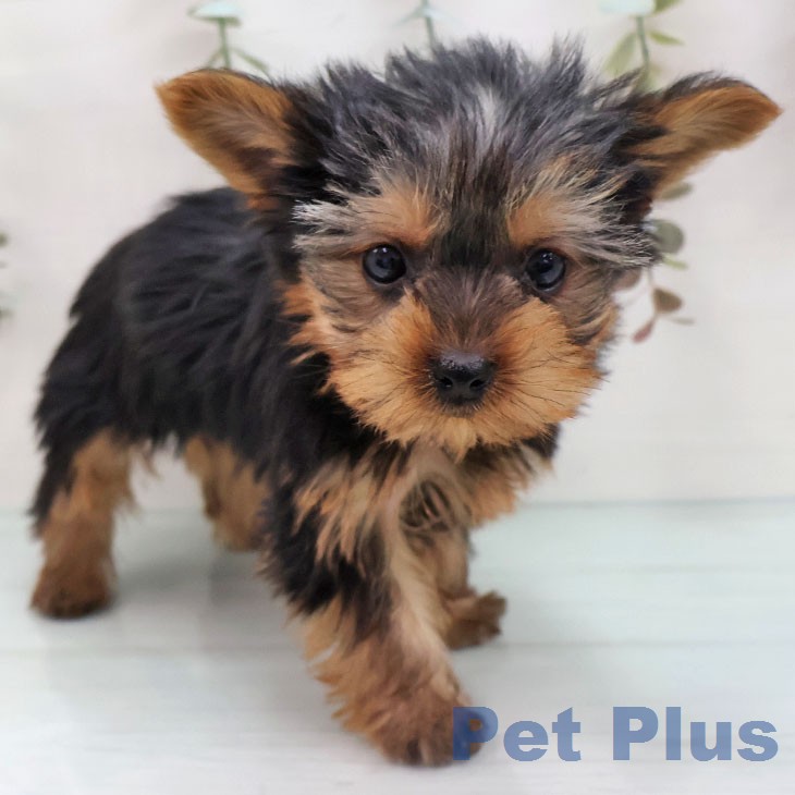 ヨークシャー・テリア