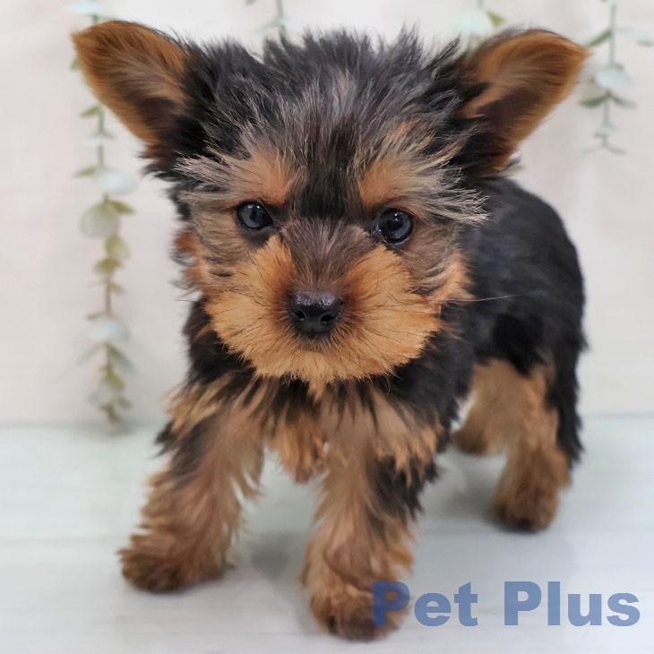 ヨークシャー・テリアの写真2