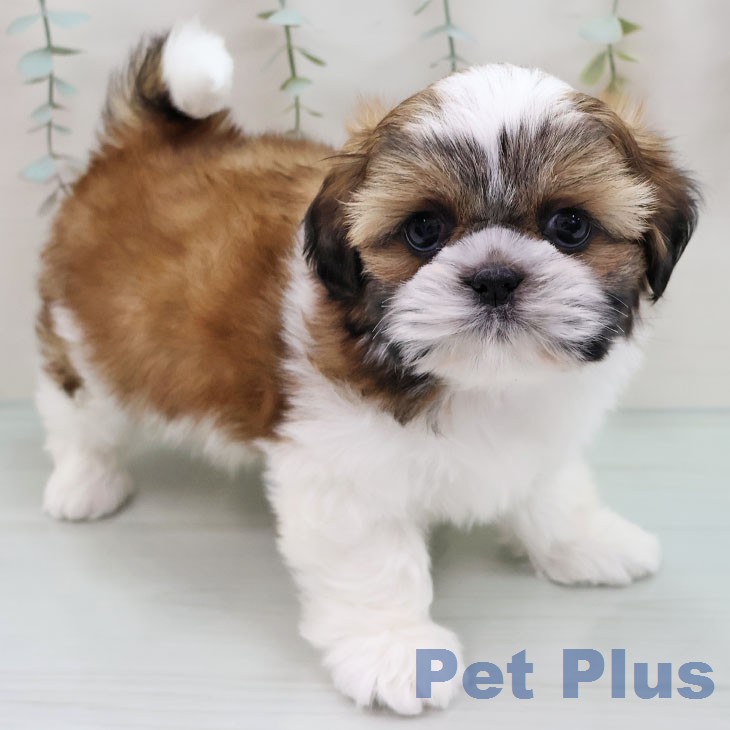 シー・ズーの写真1