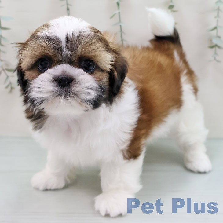 シー・ズーの写真2