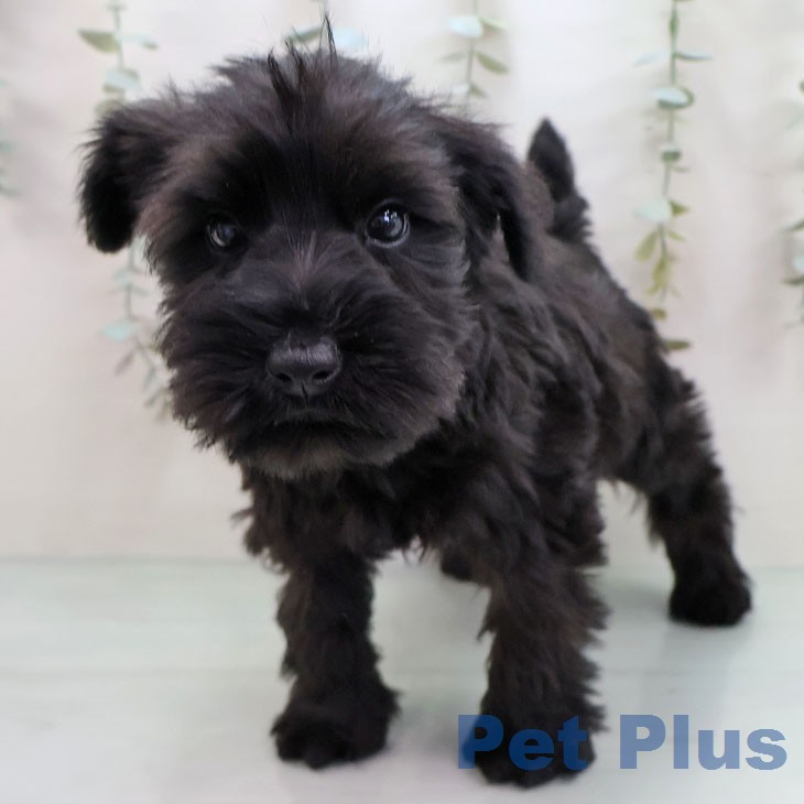 ミニチュア・シュナウザー