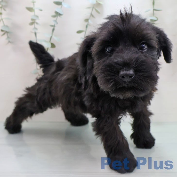 ミニチュア・シュナウザーの写真2