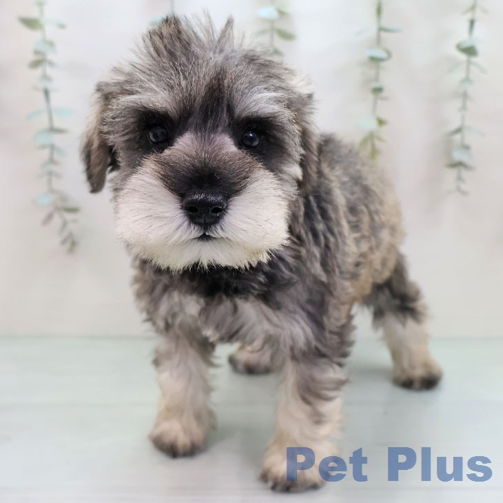 ミニチュア・シュナウザー