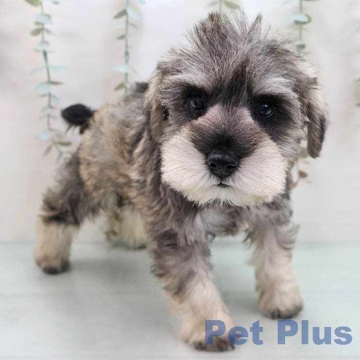 ミニチュア・シュナウザーの写真2