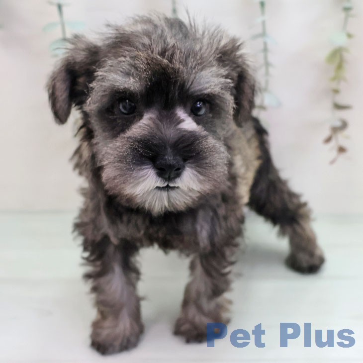 ミニチュア・シュナウザー