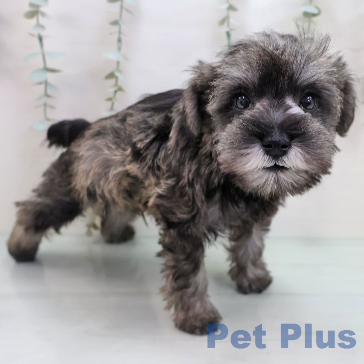 ミニチュア・シュナウザー