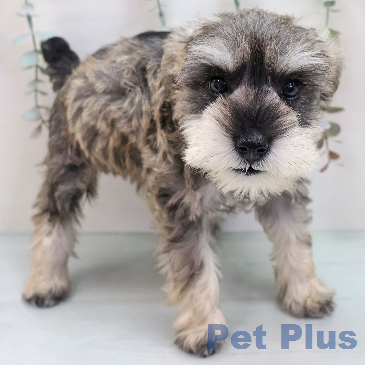 ミニチュア・シュナウザー