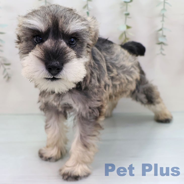 ミニチュア・シュナウザーの写真2