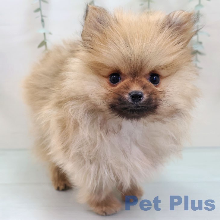 ポメラニアンの写真2