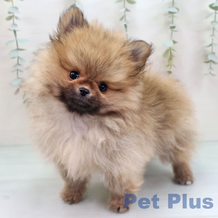 ポメラニアンの写真2