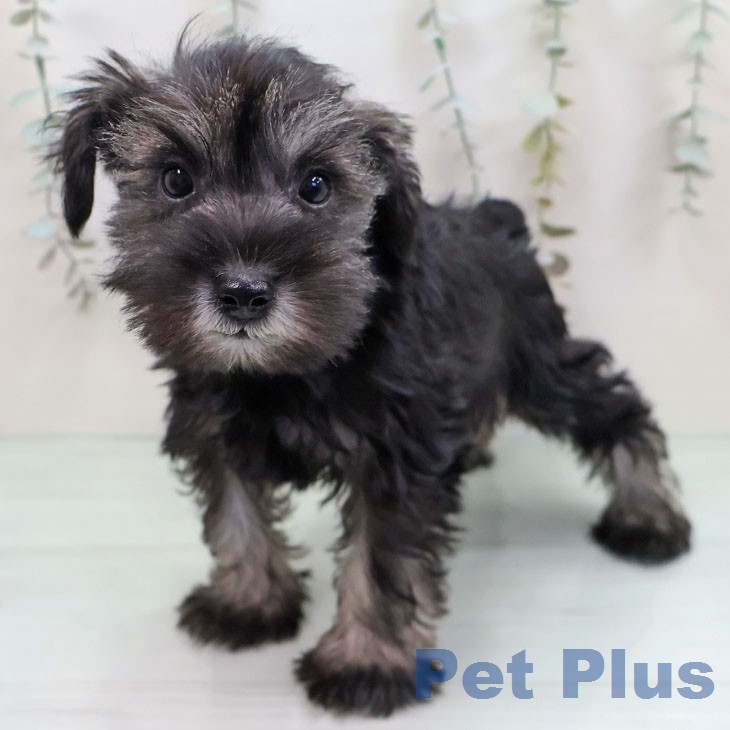 ミニチュア・シュナウザー