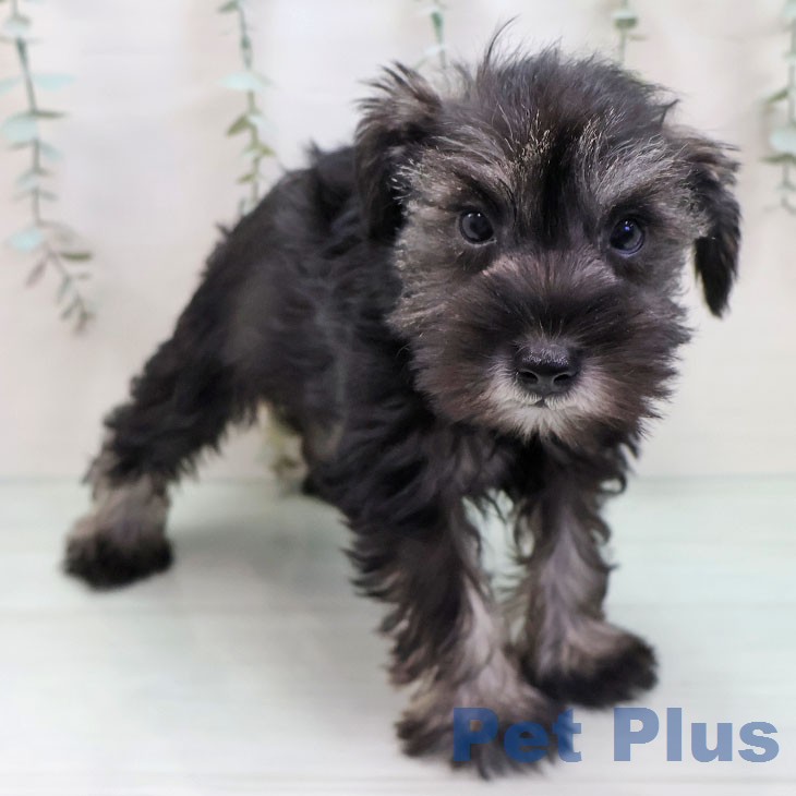 ミニチュア・シュナウザーの写真2