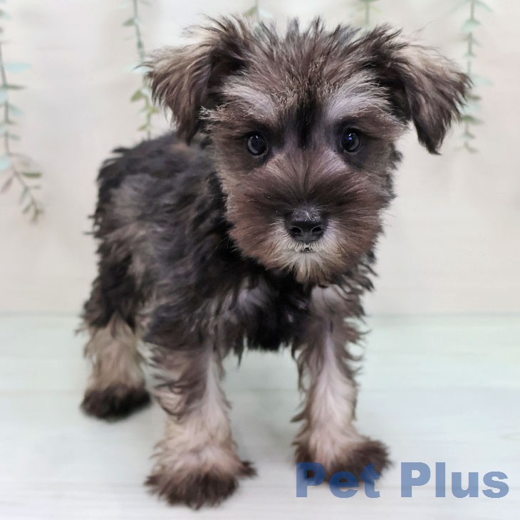 ミニチュア・シュナウザー