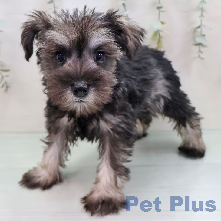 ミニチュア・シュナウザーの写真2