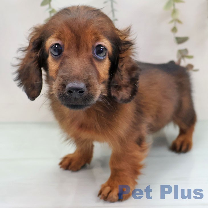 カニーンヘン・ダックスフンド