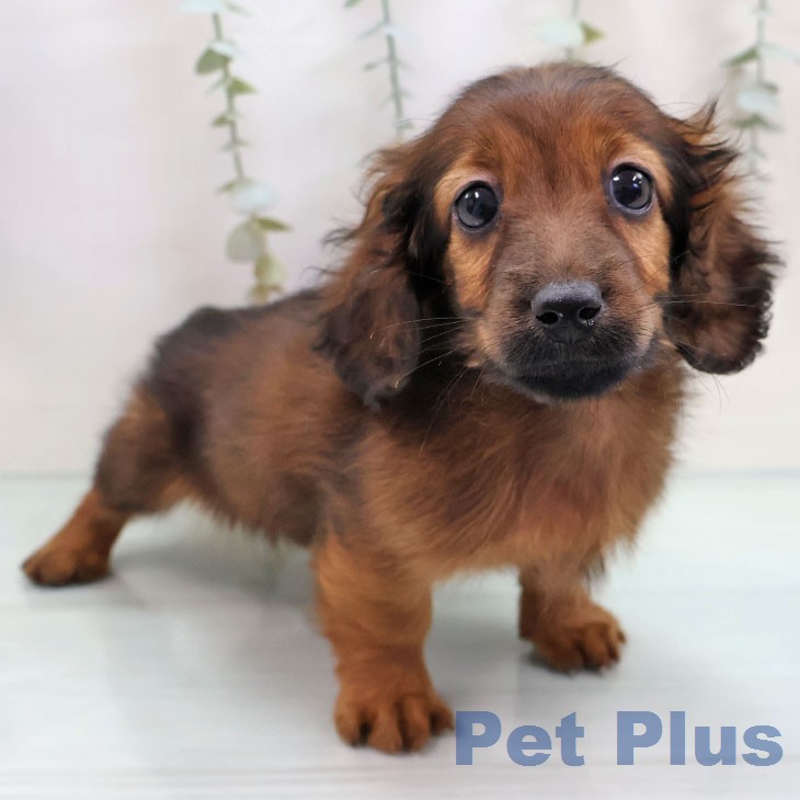 カニーンヘン・ダックスフンドの写真2