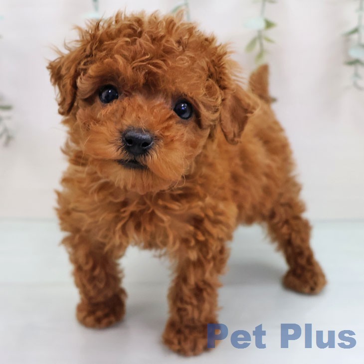 トイ・プードル