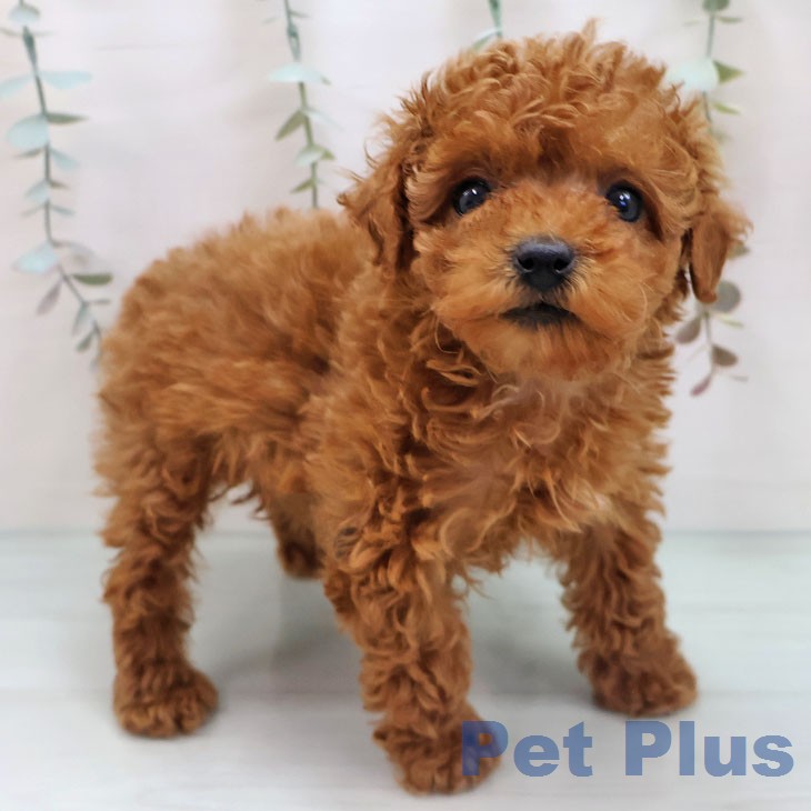 トイ・プードルの写真2