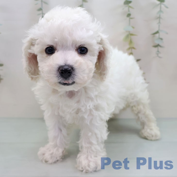 ビション・フリーゼ