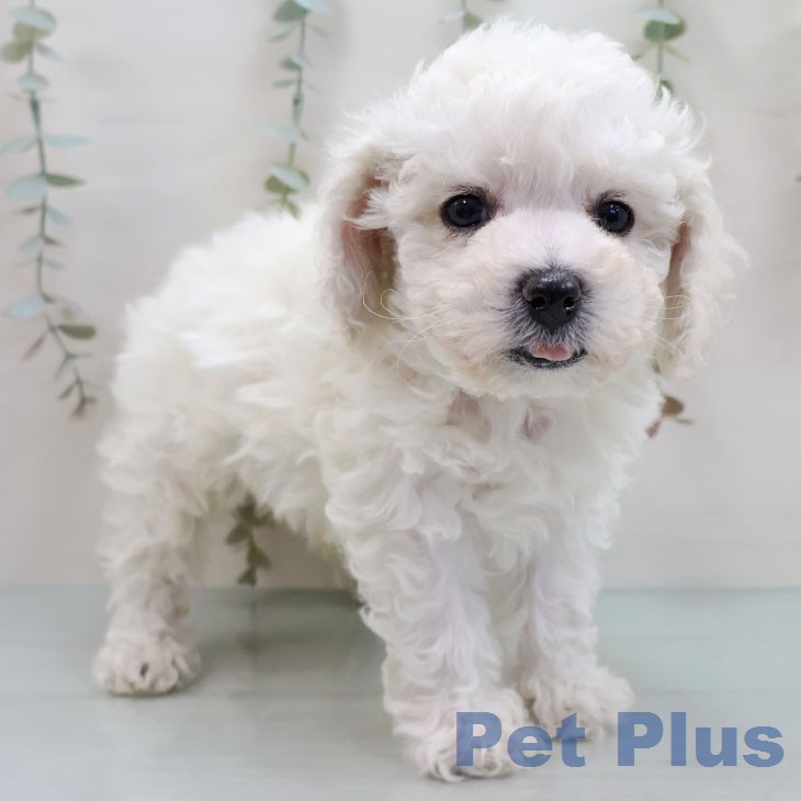 ビション・フリーゼの写真2