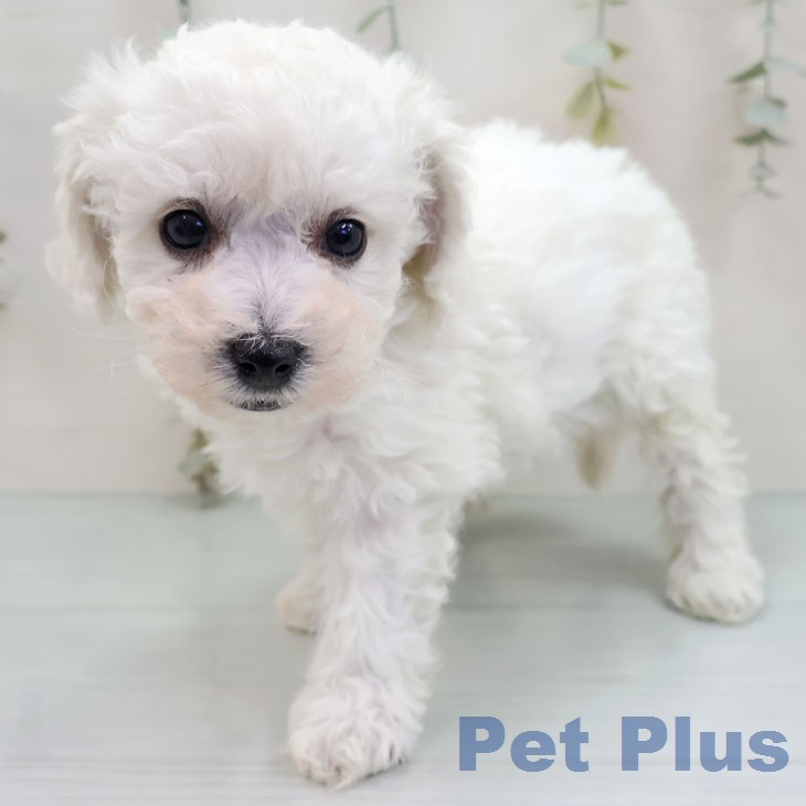 ビション・フリーゼ