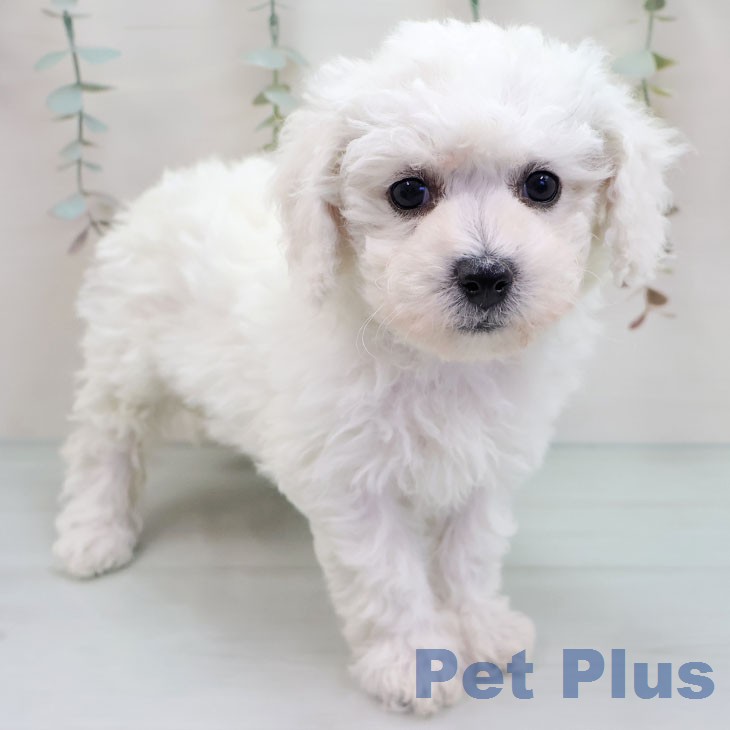 ビション・フリーゼ