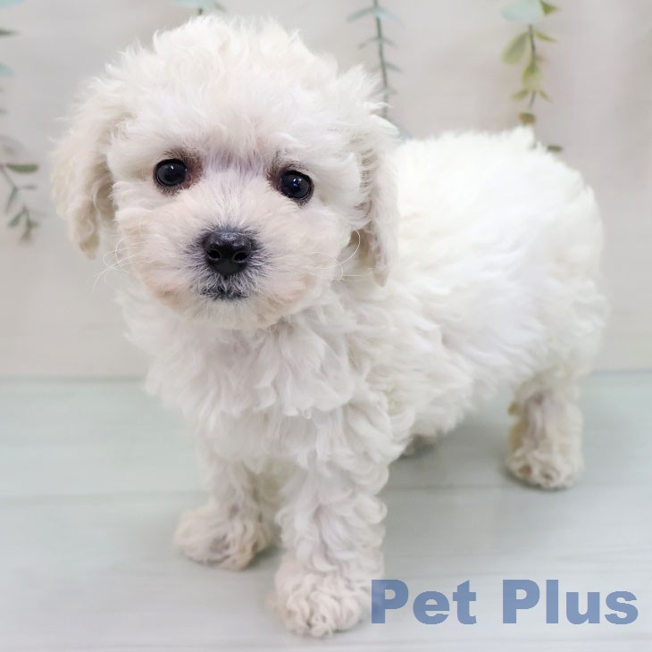 ビション・フリーゼ