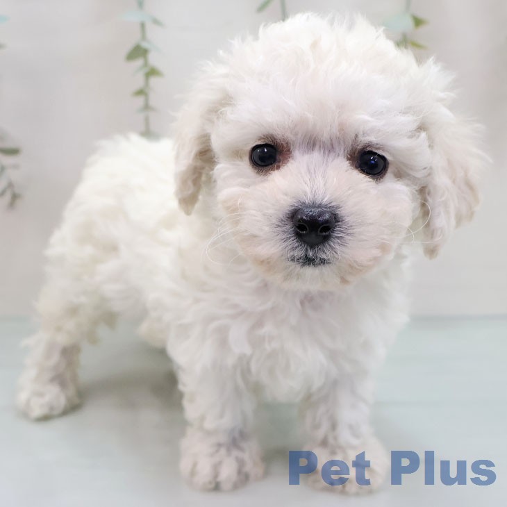 ビション・フリーゼの写真2