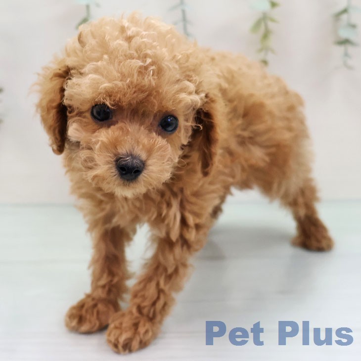 トイ・プードル