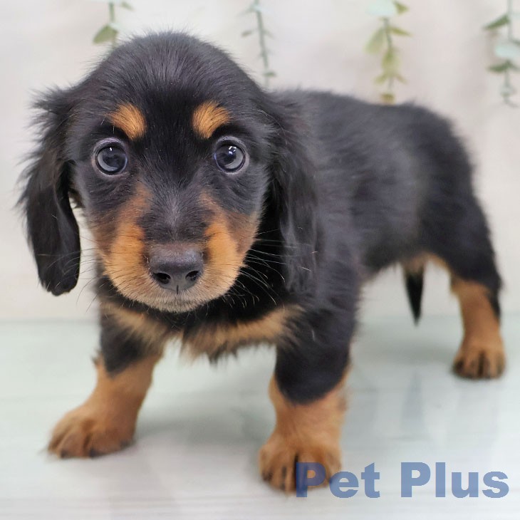 ミニチュア・ダックスフンド