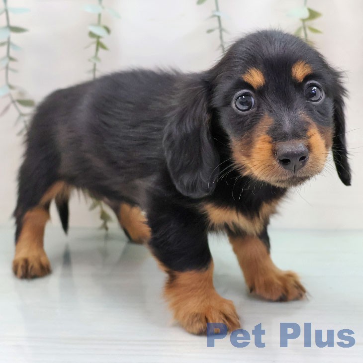 ミニチュア・ダックスフンド