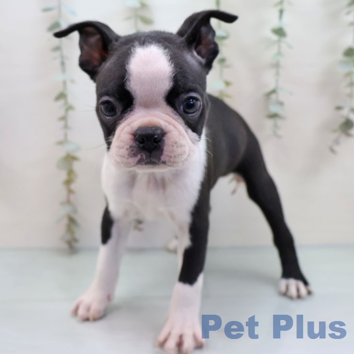 ボストン・テリアの写真2