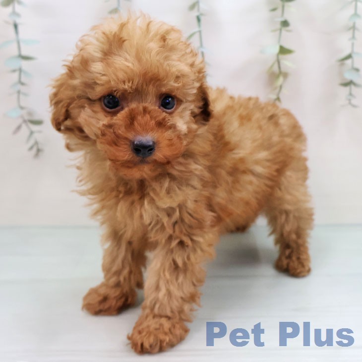 トイ・プードル