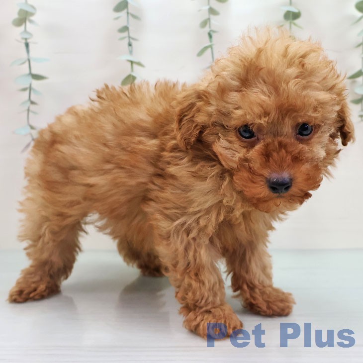 トイ・プードルの写真2