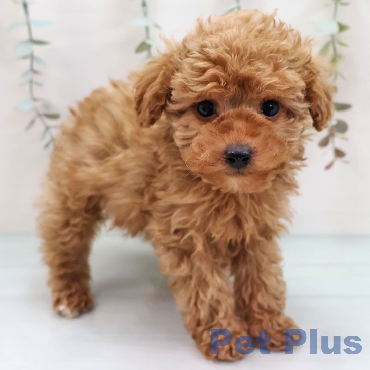 トイ・プードル