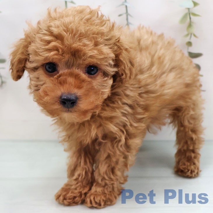 トイ・プードル