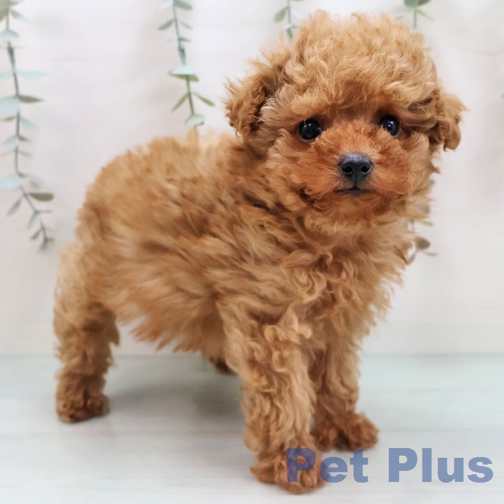 トイ・プードルの写真2