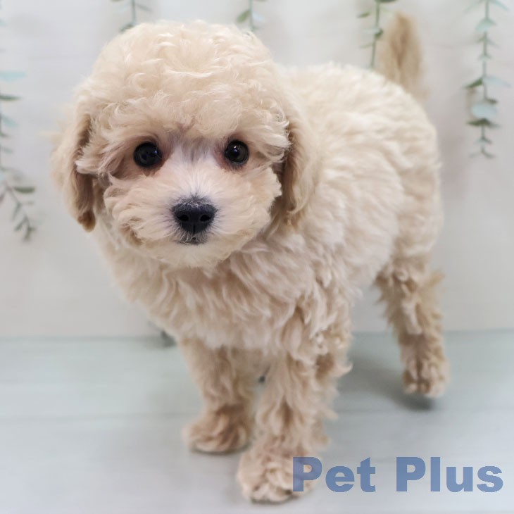 トイ・プードルの写真2