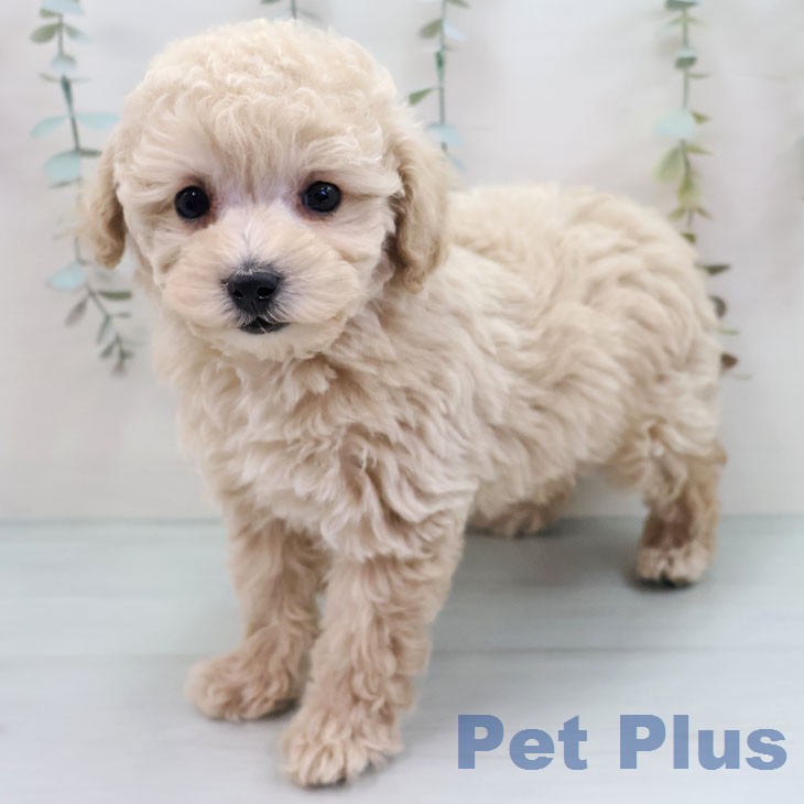 トイ・プードル