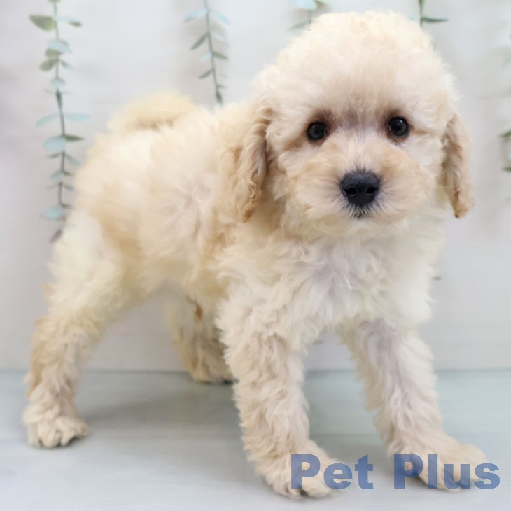 トイ・プードルの写真1