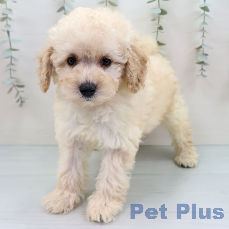 トイ・プードルの写真2