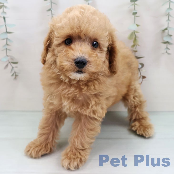 トイ・プードル