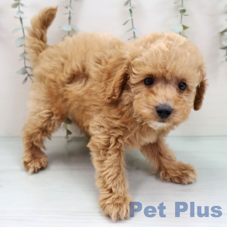 トイ・プードル