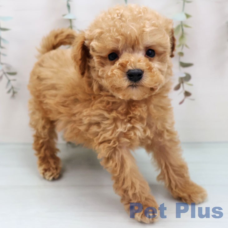 トイ・プードルの写真2