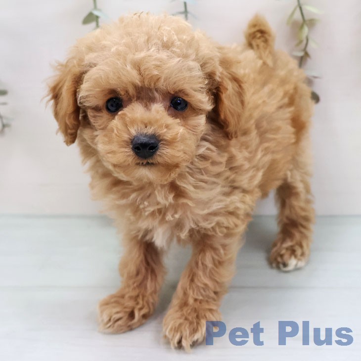 トイ・プードル